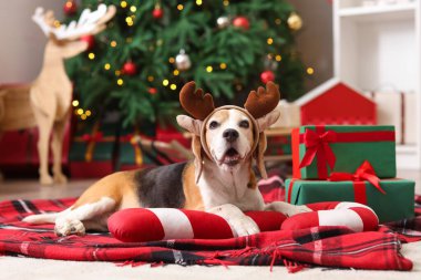 Geyik boynuzları içinde sevimli bir av köpeği hediye kutuları ve şeker kamışı oyuncağıyla evde, Noel ağacının yanında yatıyor.