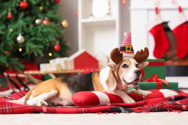 Evde Noel ağacının yanında saç bantlı, hediye kutularıyla şeker kamışlı şirin bir köpek yatıyor.