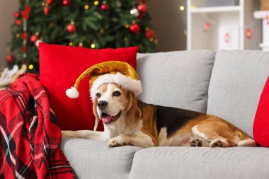 Noel Baba şapkalı şirin av köpeği. Noel için dekore edilmiş kanepede yatıyordu.