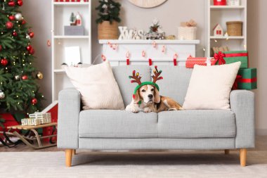 Geyik boynuzları içinde şirin bir av köpeği Noel için süslenmiş olarak evdeki kanepede yatıyor.
