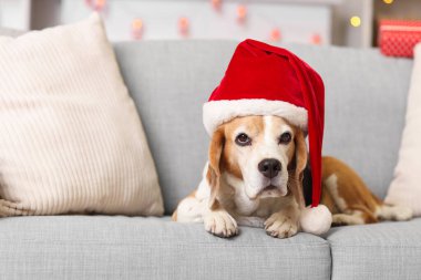 Noel Baba şapkalı şirin av köpeği Noel için dekore edilmiş koltukta yatıyor.