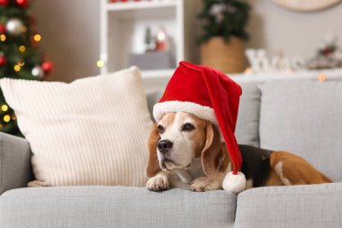 Noel Baba şapkalı şirin av köpeği Noel için dekore edilmiş koltukta yatıyor.
