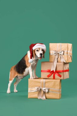 Noel Baba şapkalı, yeşil arka planda hediye kutuları olan sevimli av köpeği.