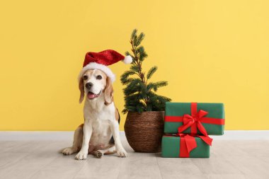 Noel Baba şapkalı şirin av köpeği hediye kutuları ve sarı duvarın yanında oturan Noel ağacı.