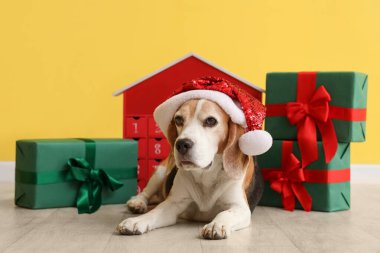 Noel Baba şapkalı şirin av köpeği hediye kutuları ve sarı duvarın yanında duran Noel takvimi.