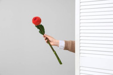 Gri arka planda güzel turuncu yıldız çiçeği olan kadın eli.