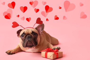 Komik buldog, hediye ve pembe arka planda bir sürü kırmızı kalp. Sevgililer Günü kutlaması