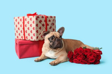 Hediye kutuları ve mavi arka planda gülleri olan sevimli Fransız bulldog 'u. Sevgililer Günü kutlaması
