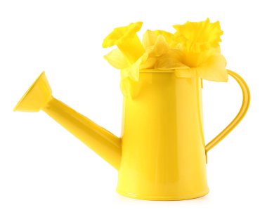 Beyaz arka planda narsisli güzel çiçekleri olan sarı sulama kutusu.