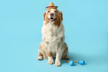 Şapkalı komik köpek ve mavi arka planda marakas.