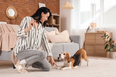 Pretty young woman with treat training her cute Beagle dog at home clipart