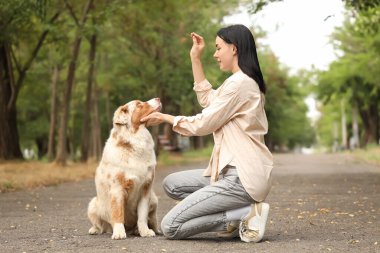 Tatlı Avustralyalı çoban köpeğini parkta eğiten genç ve güzel bir kadın.
