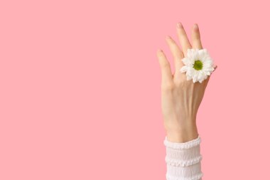 Pembe arka planda güzel papatya çiçekli bir kadın eli.