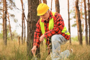 Ormanda toprağı kontrol eden yaşlı ormancı.