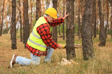 Ormanda ağaç kesen yaşlı ormancı.