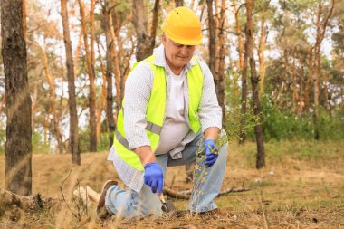Ormanda toprağı kontrol eden yaşlı ormancı.