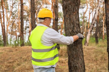 Ormanda ağaç ölçen kıdemli ormancı.