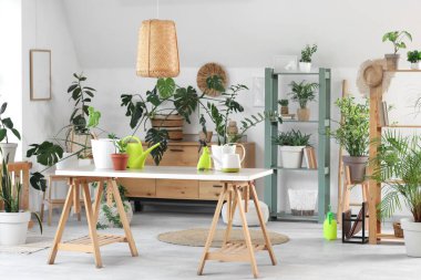 Bahçe aletleri ve aydınlık oturma odasında farklı ev bitkileriyle dolu bir masa.