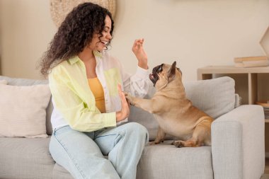 Tatlı Fransız bulldog 'u, oturma odasındaki kanepede oturan güzel Afro-Amerikan bayana pençe atıyor.