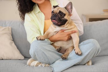 Genç Afro-Amerikalı kadın, tatlı Fransız buldoguyla oturma odasında oturuyor, yakın plan.