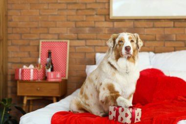 Tatlı Avustralyalı çoban köpeği hediye kutusuyla yatak odasında oturmuş Sevgililer Günü için süslenmiş.