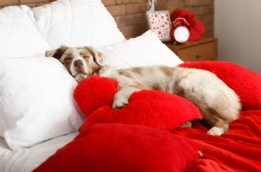 Sevimli Avustralyalı çoban köpeği kalp şeklinde yastığı olan Sevgililer Günü için süslenmiş yatak odasında yatıyor.