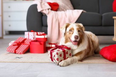 Şirin Avustralyalı çoban köpeği hediye kutularıyla festival salonunda yerde yatıyor. Sevgililer Günü kutlaması