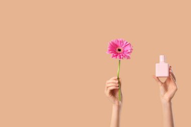Parfüm şişesi ve bej arka planda gerbera çiçeği olan kadın elleri.