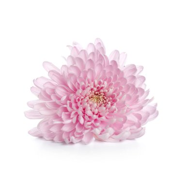 güzel pembe krizantem çiçeği beyaz zemin üzerine