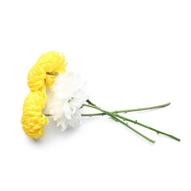 güzel kasımpatı çiçekleri beyaz zemin üzerine