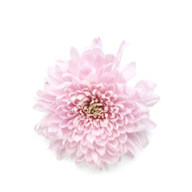 güzel pembe krizantem çiçeği beyaz zemin üzerine