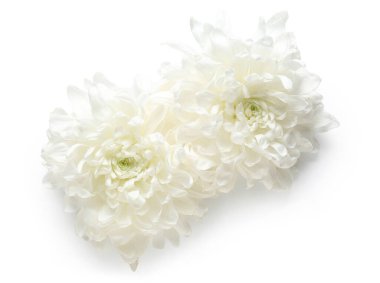 güzel kasımpatı çiçekleri beyaz zemin üzerine