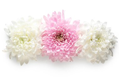 güzel kasımpatı çiçekleri beyaz zemin üzerine