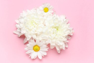 Pembe arka planda güzel beyaz kasımpatı çiçekleri