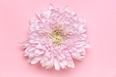 Pembe arka planda güzel kasımpatı çiçeği