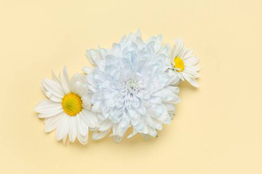 Güzel kasımpatı çiçekleri Sarı zemin üzerine