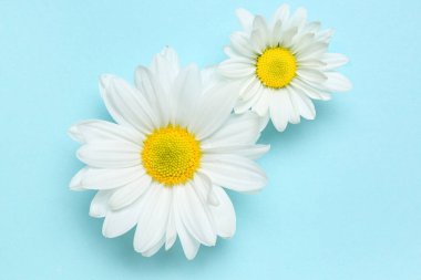 Mavi arka planda güzel beyaz kasımpatı çiçekleri