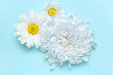 Mavi arka plan güzel kasımpatı çiçekleri