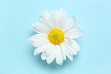 Beautiful white chrysanthemum flower on blue background