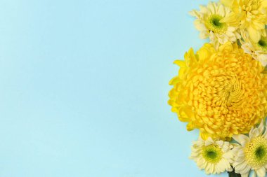 Mavi arka planda güzel sarı kasımpatı çiçekleri