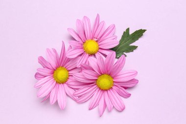 Leylak arka planında güzel pembe kasımpatı çiçekleri