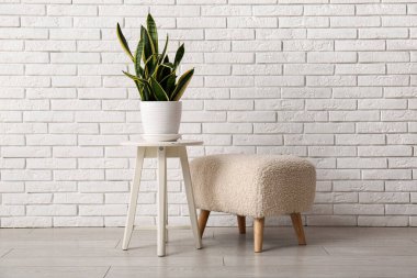 Beyaz tuğlalı duvarın yanındaki ev bitkisiyle dışkı ve puf.