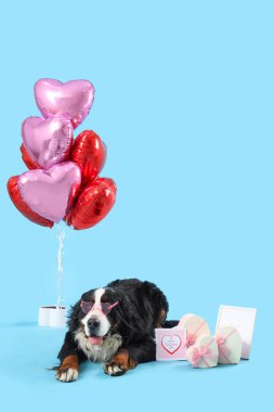 Mavi arka planda balonları ve hediyeleri olan Bernese Dağı köpeği. Sevgililer Günü kutlaması
