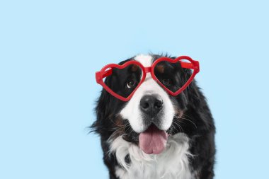 Mavi arka planda kalp şeklinde gözlüklü Bernese Mountain köpeği, yakın plan. Sevgililer Günü kutlaması