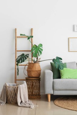 Oturma odasının içinde rahat bir kanepe ve Monstera bitkisi var.