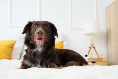 Yatak odasında kameraların altında yatan sevimli kahverengi köpek.