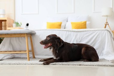 Yatak odasında video izleme altında sevimli bir köpek.