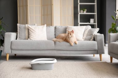 Evdeki oturma odasındaki kanepede çöp kutusu olan sevimli Maine Rakunu kedisi.