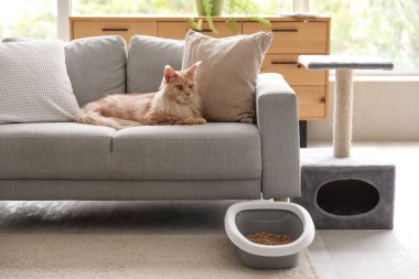 Şirin Maine Rakunu kedisi, çöp kutusu ve oturma odasındaki kanepede uzanan kazı kazan.