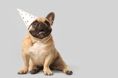 Gri arka planda parti şapkalı şirin Fransız bulldog 'u.